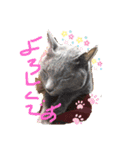 うちのハナコ！！（個別スタンプ：6）