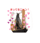 うちのハナコ！！（個別スタンプ：16）