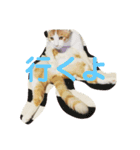 ねこねこ氏（個別スタンプ：1）