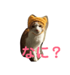 ねこねこ氏（個別スタンプ：3）