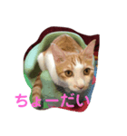 ねこねこ氏（個別スタンプ：4）