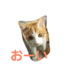 ねこねこ氏（個別スタンプ：5）