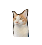 ねこねこ氏（個別スタンプ：8）