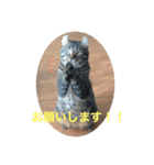 我が家のかえでさん（個別スタンプ：2）
