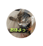 我が家のかえでさん（個別スタンプ：6）
