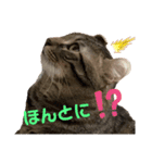 我が家のかえでさん（個別スタンプ：8）