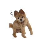 mamenosuke_sticker（個別スタンプ：2）
