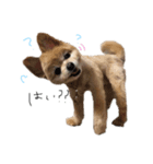 mamenosuke_sticker（個別スタンプ：3）