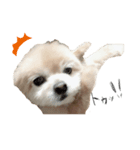 mamenosuke_sticker（個別スタンプ：6）