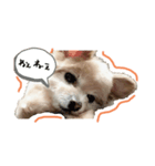 mamenosuke_sticker（個別スタンプ：8）