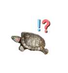 ぶーです（個別スタンプ：8）