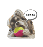 ワン！！（個別スタンプ：1）