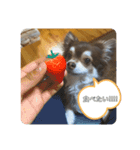 ワン！！（個別スタンプ：3）