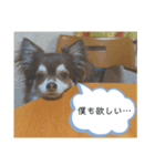 ワン！！（個別スタンプ：5）