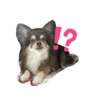 ワン！！（個別スタンプ：6）