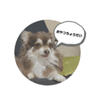 ワン！！（個別スタンプ：8）