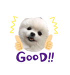 ポメラニアン(●♡ᴗ♡●)（個別スタンプ：3）