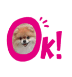 ポメラニアン(●♡ᴗ♡●)（個別スタンプ：5）