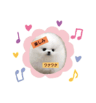ポメラニアン(●♡ᴗ♡●)（個別スタンプ：8）