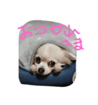 チャンぷまゆ（個別スタンプ：3）
