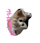 チャンぷまゆ（個別スタンプ：5）