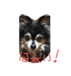 チャンぷまゆ（個別スタンプ：6）