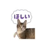 しらすのスタンプ(日常)（個別スタンプ：6）