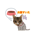 しらすのスタンプ(日常)（個別スタンプ：7）