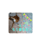 柴のゴン太（個別スタンプ：6）