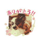 日常チョコスタンプ（個別スタンプ：4）