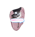 日常チョコスタンプ（個別スタンプ：7）