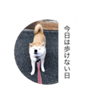 散歩嫌いのりくイーヌ（個別スタンプ：1）