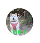 散歩嫌いのりくイーヌ（個別スタンプ：2）