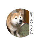 散歩嫌いのりくイーヌ（個別スタンプ：4）