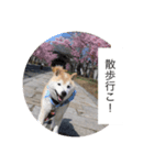 散歩嫌いのりくイーヌ（個別スタンプ：5）