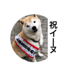 散歩嫌いのりくイーヌ（個別スタンプ：6）
