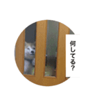 散歩嫌いのりくイーヌ（個別スタンプ：7）