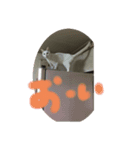 ニャンニャンニャン2（個別スタンプ：4）