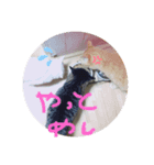 ニャンニャンニャン2（個別スタンプ：5）