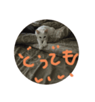 ニャンニャンニャン2（個別スタンプ：6）
