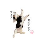 ちょことらうど（個別スタンプ：8）