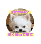 チワっぴ2（個別スタンプ：6）