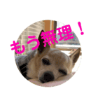 チワっぴ2（個別スタンプ：7）