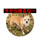 チワっぴ2（個別スタンプ：8）