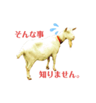 シマヒロのスタンプ（個別スタンプ：1）