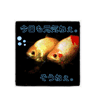 シマヒロのスタンプ（個別スタンプ：2）