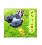 シマヒロのスタンプ（個別スタンプ：3）