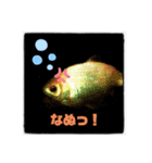 シマヒロのスタンプ（個別スタンプ：4）