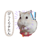 うちのポポちゃん（個別スタンプ：4）