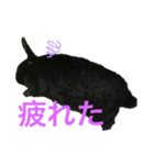 うちの黒ウサギ（個別スタンプ：3）